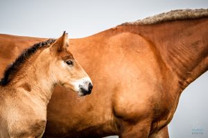 2017_06_05 Rando pic de campsaure-0016