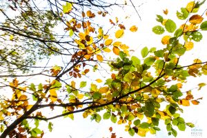 2017_10_23 Champignons au Laouzas-0006