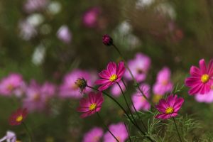 2021_10_24 Champignons Laouzas-0027